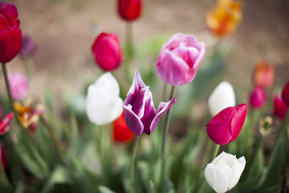 stacy_bryce_engagement_img64